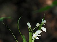 Cephalanthera longifolia 58, Wit bosvogeltje, Saxifraga-Mark Zekhuis