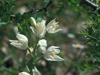 Cephalanthera longifolia 63, Wit bosvogeltje, Saxifraga-Jan van der Straaten