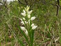 Cephalanthera longifolia 66, Wit bosvogeltje, Saxifraga-Hans Grotenhuis