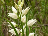 Cephalanthera longifolia 67, Wit bosvogeltje, Saxifraga-Hans Grotenhuis