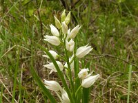 Cephalanthera longifolia 68, Wit bosvogeltje, Saxifraga-Hans Grotenhuis