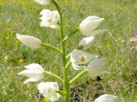 Cephalanthera longifolia 69, Wit bosvogeltje, Saxifraga-Hans Grotenhuis