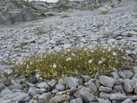 Cerastium alpinum 29, Saxifraga-Willem van Kruijsbergen