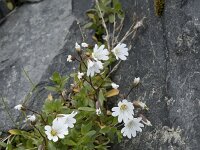 Cerastium alpinum 31, Saxifraga-Willem van Kruijsbergen