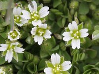 Cerastium diffusum 3, Scheve hoornbloem, Saxifraga-Rutger Barendse