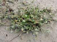 Cerastium diffusum 30, Scheve hoornbloem, Saxifraga-Ed Stikvoort