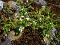 Cerastium diffusum 33, Scheve hoornbloem, Saxifraga-Ed Stikvoort