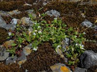 Cerastium diffusum 36, Scheve hoornbloem, Saxifraga-Ed Stikvoort