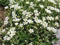 Cerastium dinaricum 2, Saxifraga-Jasenka Topic