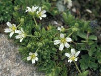 Cerastium pedunculatum