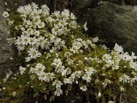 Cerastium uniflorum 12, Saxifraga-Willem van Kruijsbergen