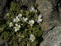 Cerastium uniflorum 13, Saxifraga-Jan van der Straaten