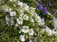 Cerastium uniflorum 15, Saxifraga-Rien Schot