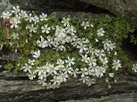 Cerastium uniflorum 17, Saxifraga-Willem van Kruijsbergen