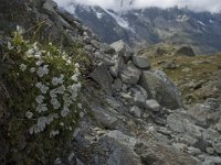 Cerastium uniflorum 19, Saxifraga-Willem van Kruijsbergen