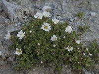 Cerastium uniflorum 20, Saxifraga-Willem van Kruijsbergen