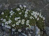 Cerastium uniflorum 22, Saxifraga-Willem van Kruijsbergen