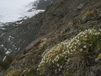 Cerastium uniflorum 23, Saxifraga-Willem van Kruijsbergen