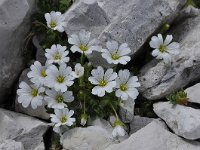 Cerastium uniflorum 25, Saxifraga-Harry Jans