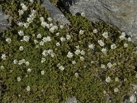 Cerastium uniflorum 5, Saxifraga-Willem van Kruijsbergen