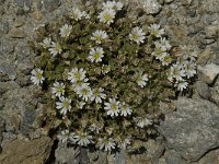 Cerastium uniflorum 6, Saxifraga-Willem van Kruijsbergen