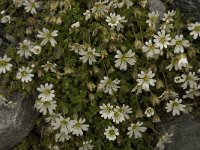 Cerastium uniflorum 7, Saxifraga-Willem van Kruijsbergen