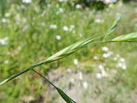 Ceratochloa carinata 2, Saxifraga-Rutger Barendse