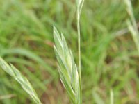 Ceratochloa cathartica 10, Paardengras, Saxifraga-Rutger Barendse