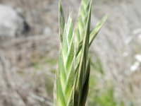 Ceratochloa cathartica 11, Paardengras, Saxifraga-Rutger Barendse