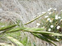 Ceratochloa cathartica 5, Paardengras, Saxifraga-Rutger Barendse