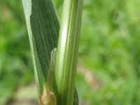 Ceratochloa cathartica 6, Paardengras, Saxifraga-Rutger Barendse