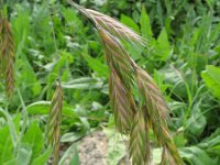 Ceratochloa cathartica 7, Paardengras, Saxifraga-Rutger Barendse