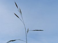 Ceratochloa sitchensis 2, Saxifraga-Rutger Barendse