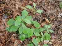 Ceratostigma plumbaginoides 2, Saxifraga-Rutger Barendse