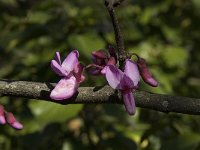 Cercis siliquastrum 12, Saxifraga-Willem van Kruijsbergen