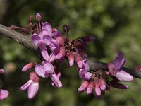 Cercis siliquastrum 13, Saxifraga-Willem van Kruijsbergen