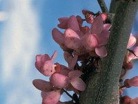 Cercis siliquastrum 16, Saxifraga-Jan van der Straaten