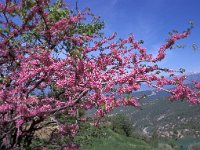 Cercis siliquastrum 2, Saxifraga-Jan de Laat