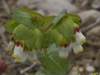 Cerinthe gymnandra 2, Saxifraga-Willem van Kruijsbergen