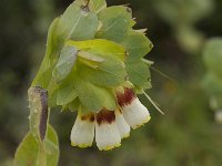 Cerinthe gymnandra 4, Saxifraga-Jan van der Straaten