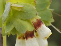 Cerinthe gymnandra 6, Saxifraga-Jan van der Straaten