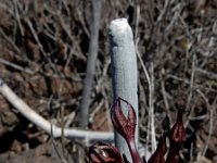 Ceropegia fusca 12, Saxifraga-Ed Stikvoort