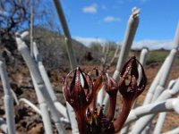 Ceropegia fusca 15, Saxifraga-Ed Stikvoort