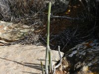 Ceropegia fusca 16, Saxifraga-Rutger Barendse