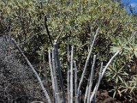 Ceropegia fusca 3, Saxifraga-Ed Stikvoort