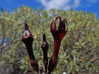 Ceropegia fusca 4, Saxifraga-Ed Stikvoort