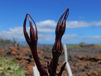 Ceropegia fusca 5, Saxifraga-Ed Stikvoort