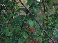 Chaenomeles japonica 2, Japanse sierkwee, Saxifraga-Rutger Barendse