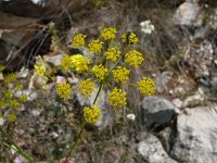 Chaerophyllum coloratum 5, Saxifraga-Jasenka Topic