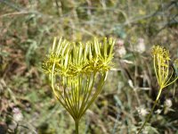 Chaerophyllum coloratum 6, Saxifraga-Jasenka Topic